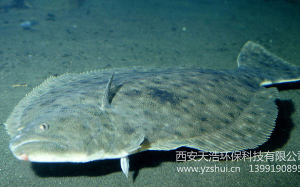 牙鲆魚循環水養殖技術方案